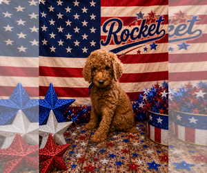 Poodle (Standard) Puppy for Sale in SAINT CLOUD, Minnesota USA