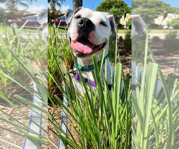 Medium Photo #1 Mutt Puppy For Sale in Pompano Beach , FL, USA