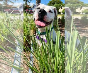 Mutt Dogs for adoption in Pompano Beach , FL, USA