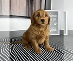 Small Photo #8 Goldendoodle (Miniature) Puppy For Sale in FRANKLIN, IN, USA