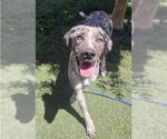 Small Catahoula Leopard Dog Mix