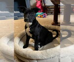 Small #21 Labrador Retriever Mix