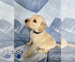 Small Photo #15 Goldendoodle Puppy For Sale in MC LEANSVILLE, NC, USA