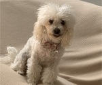 Small Photo #1 Poodle (Toy)-ShihPoo Mix Puppy For Sale in MUNDELEIN, IL, USA