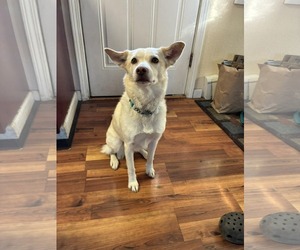 Aussiedor Dogs for adoption in Anchorage, AK, USA