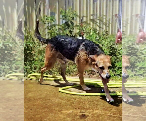 Medium Photo #2 Mutt Puppy For Sale in Jackson, MS, USA