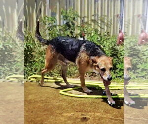 Meadowlark - Male Mutt Dog for Adoption - Photo #2