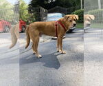 Small Photo #21 Labrador Retriever-Unknown Mix Puppy For Sale in Oakhurst, NJ, USA