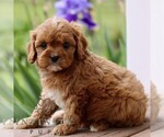 Small #2 Cavapoo (Miniature)