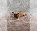 Small Photo #11 Chiweenie-Jack Russell Terrier Mix Puppy For Sale in SAINT AUGUSTINE, FL, USA