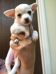 Chihuahua Puppy for sale in HAINES CITY, FL, USA