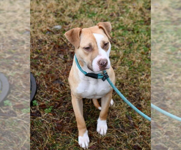 Medium Photo #13 Mutt Puppy For Sale in Glen Allen, VA, USA