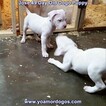 Small Photo #283 Dogo Argentino Puppy For Sale in JANE, MO, USA