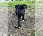 Small #3 Labrador Retriever Mix