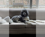 Small Photo #1 Bernedoodle Puppy For Sale in CAMDEN, OH, USA