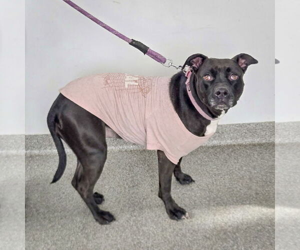 Medium Photo #2 American Bulldog-American Staffordshire Terrier Mix Puppy For Sale in Huntley, IL, USA