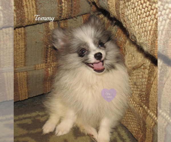 Medium Photo #1 Pomeranian Puppy For Sale in ELKLAND, MO, USA