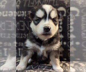 Pomsky Puppy for sale in SAVOY, MA, USA