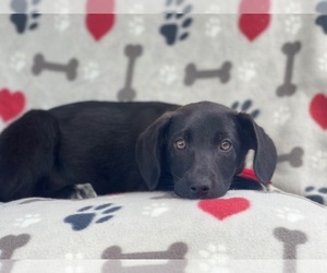 Australian Cattle Dog-Border Collie Mix Puppy for sale in LAKELAND, FL, USA