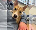 Small #1 Collie Mix
