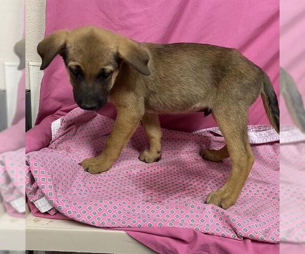Medium Photo #1 Mutt Puppy For Sale in Modesto, CA, USA