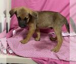 Small Mutt