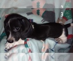 Small Photo #3 Dachshund Puppy For Sale in ELLIJAY, GA, USA