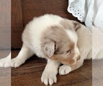 Small Photo #16 Australian Shepherd Puppy For Sale in JEROMESVILLE, OH, USA