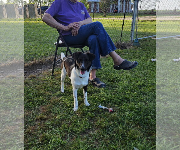 Medium Photo #5 Border Terrier-Rat Terrier Mix Puppy For Sale in Oakhurst, NJ, USA