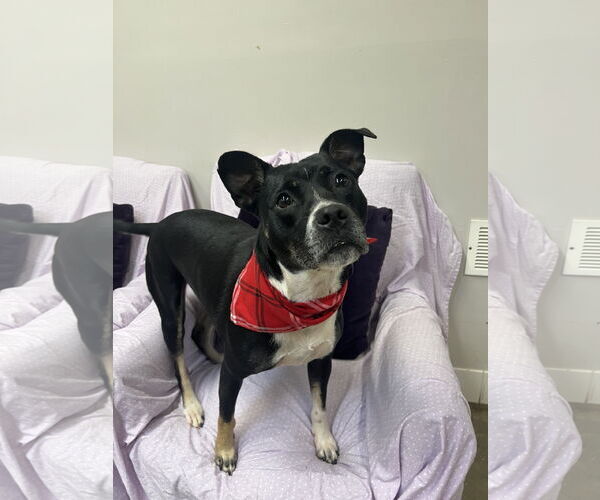 Medium Photo #7 Mutt Puppy For Sale in Rockaway, NJ, USA