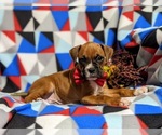 Small Photo #4 Boxer Puppy For Sale in QUARRYVILLE, PA, USA