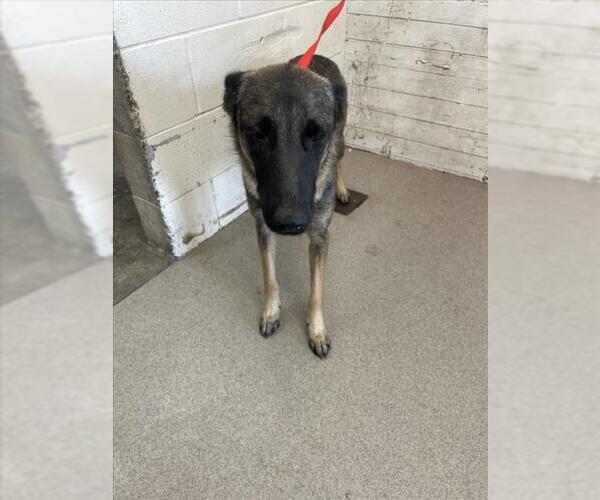 Medium Photo #1 German Shepherd Dog Puppy For Sale in San Bernardino, CA, USA