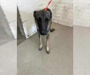 German Shepherd Dog Dogs for adoption in San Bernardino, CA, USA