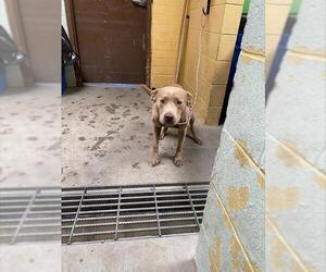 American Pit Bull Terrier Dogs for adoption in Stockton, CA, USA
