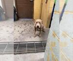 Small American Pit Bull Terrier