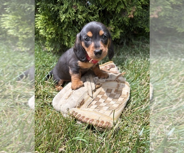 Medium Photo #1 Dachshund Puppy For Sale in MIDDLEBURY, IN, USA