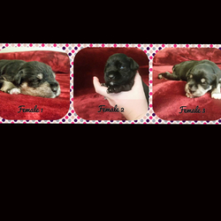 Schnauzer (Miniature) Puppy for sale in STOCKBRIDGE, GA, USA
