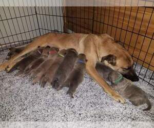 American Staffordshire Terrier-Belgian Malinois Mix Puppy for sale in CHESWICK, PA, USA