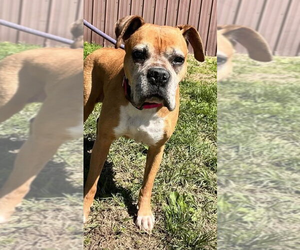 Medium Photo #3 Boxer Puppy For Sale in Burnsville, MN, USA