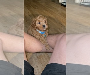 Shih Tzu Puppy for sale in LEWISVILLE, TX, USA