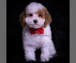 Small #1 Maltipoo (Miniature)