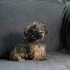 Havanese Puppy for sale in KENT, OH, USA