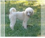 Small Photo #2 Poodle (Standard) Puppy For Sale in Germantown, OH, USA