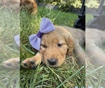 Small Photo #27 Golden Retriever Puppy For Sale in BATTLE GROUND, WA, USA