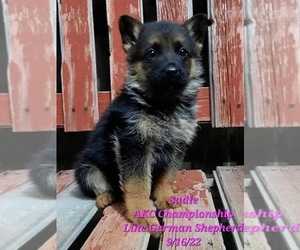 German Shepherd Dog Puppy for Sale in SHIPSHEWANA, Indiana USA