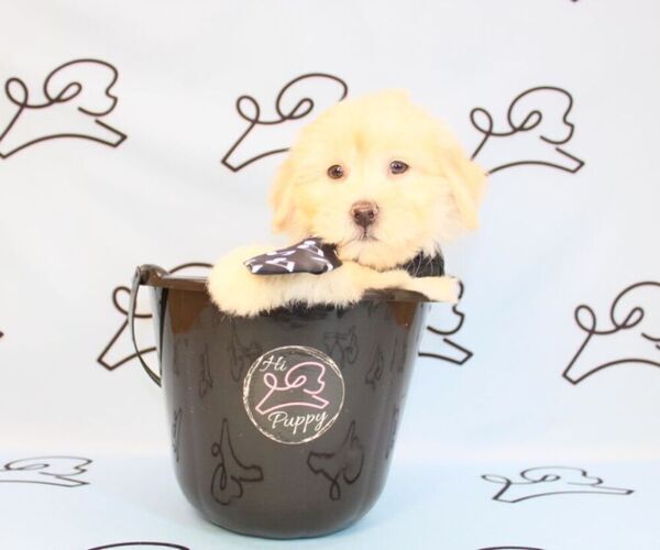 Medium Photo #19 Mal-Shi Puppy For Sale in LAS VEGAS, NV, USA
