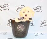Small Photo #19 Mal-Shi Puppy For Sale in LAS VEGAS, NV, USA