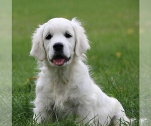 English Cream Golden Retriever Puppy for sale in FOUNTAIN, CO, USA