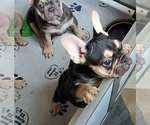 Small Photo #3 French Bulldog Puppy For Sale in GARDEN VALLEY, CA, USA