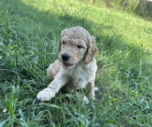 Medium Goldendoodle